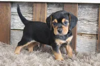 Mak, a male Beagle for sale in West Plains, MO – 2 of 7