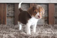 Bob, a male Beagle for sale in West Plains, MO – 4 of 5