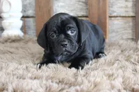 Darren, a male Puggle for sale in West Plains, MO – 5 of 6