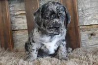 Dale, a male Puggle for sale in West Plains, MO – 2 of 5