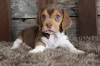 Briann, a female Beagle for sale in West Plains, MO – Photo 2 of 5