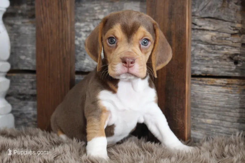 Briann – Beagle puppy for sale in West Plains, MO