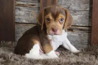 Briann, a female Beagle for sale in West Plains, MO – Photo 3 of 5