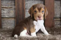 Briann, a female Beagle for sale in West Plains, MO – Photo 5 of 5