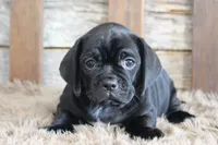 Darren, a male Puggle for sale in West Plains, MO – 6 of 6