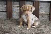 Mary, a female Beagle for sale in West Plains, MO – 2 of 9