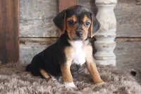 Barb, a female Beagle for sale in West Plains, MO – 4 of 5