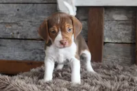 Bob, a male Beagle for sale in West Plains, MO – 3 of 5