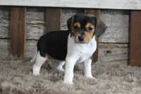 Mia, a female Beagle for sale in West Plains, MO – 2 of 6