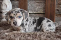 Betty, a female Beagle for sale in West Plains, MO – 4 of 5