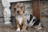Bert, a male Beagle for sale in West Plains, MO – 4 of 4