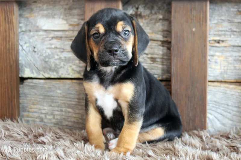 Billy – Beagle puppy for sale in West Plains, MO