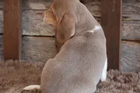 processed/92b48d51-cb42-45c8-8c29-7c245355d796/listing/c1d70906-f3ca-4935-b58a-ec430477e4bd/5da895fc-b9d6-4625-afbf-f60593fc1764