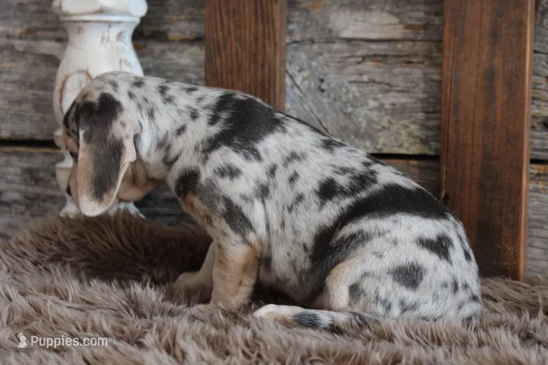 Betty – Beagle puppy for sale in West Plains, MO