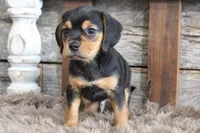 Mak, a male Beagle for sale in West Plains, MO – 5 of 7