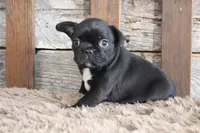 Fran, a female Frenchton for sale in West Plains, MO – 3 of 5