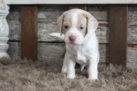 Mick, a male Beagle for sale in West Plains, MO – 6 of 7