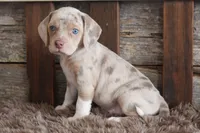 Brixey, a female Beagle for sale in West Plains, MO – 5 of 5