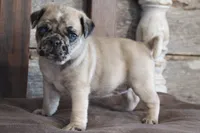 Prince, a male Pug for sale in West Plains, MO – 7 of 10