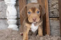 Hershey, a male Beagle for sale in West Plains, MO – 2 of 4