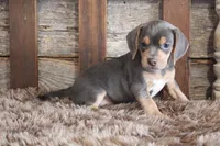 Bella, a female Beagle for sale in West Plains, MO – 3 of 7
