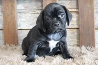 Darren, a male Puggle for sale in West Plains, MO – 3 of 6