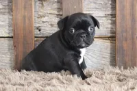 Fran, a female Frenchton for sale in West Plains, MO – 5 of 5