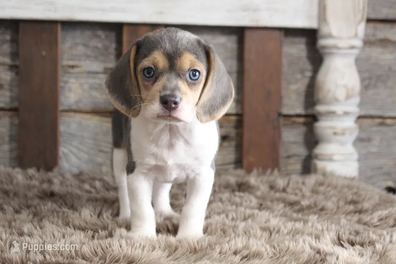 Betty, a female Beagle for sale in West Plains, MO – 1 of 8