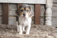 Betty, a female Beagle for sale in West Plains, MO – 1 of 8