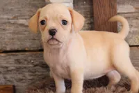 processed/92b48d51-cb42-45c8-8c29-7c245355d796/listing/d0e031ba-5cc3-4d39-9ba4-6560099cf564/316f1f64-72ed-4169-b7af-3f836212d24e