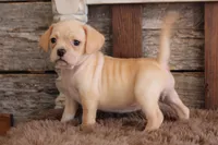 processed/92b48d51-cb42-45c8-8c29-7c245355d796/listing/d0e031ba-5cc3-4d39-9ba4-6560099cf564/5c6a5bc5-97ed-49dd-adc9-5ca72c1b5ef2