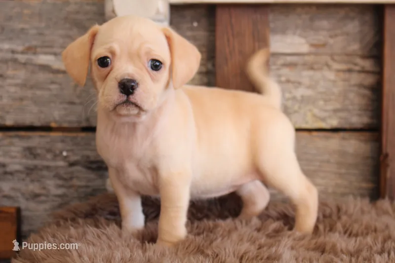 HEIDI PRICE INCLUDES DELIVERY