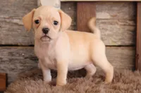 processed/92b48d51-cb42-45c8-8c29-7c245355d796/listing/d0e031ba-5cc3-4d39-9ba4-6560099cf564/759e4f02-4e89-479d-ad51-d261963c6ffd