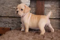 processed/92b48d51-cb42-45c8-8c29-7c245355d796/listing/d0e031ba-5cc3-4d39-9ba4-6560099cf564/deca6aa3-7d47-4d63-b52e-cafc1b7b5114