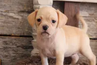 processed/92b48d51-cb42-45c8-8c29-7c245355d796/listing/d0e031ba-5cc3-4d39-9ba4-6560099cf564/edc984f3-258b-43a3-9174-0070e5a3db3d