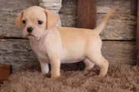 processed/92b48d51-cb42-45c8-8c29-7c245355d796/listing/d0e031ba-5cc3-4d39-9ba4-6560099cf564/f7b0f726-9768-4dd7-ae0a-6f9cef28afe1