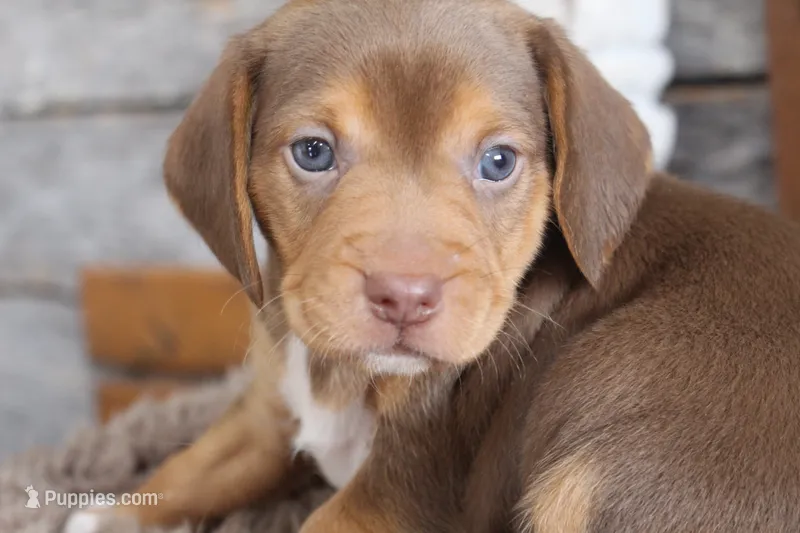 Hershey – Beagle puppy for sale in West Plains, MO