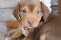 Hershey, a male Beagle for sale in West Plains, MO – 1 of 4