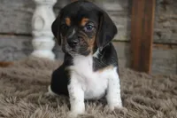 Berry, a male Beagle for sale in West Plains, MO – 4 of 4