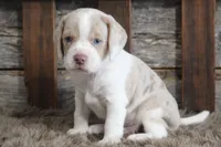 Mick, a male Beagle for sale in West Plains, MO – 4 of 7