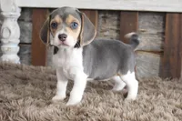 Brandy, a female Beagle for sale in West Plains, MO – 2 of 7