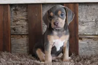 Bella, a female Beagle for sale in West Plains, MO – 6 of 7