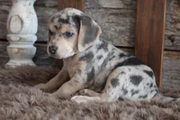 Betty, a female Beagle for sale in West Plains, MO – 3 of 5