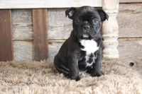 Frank, a male Frenchton for sale in West Plains, MO – 7 of 10