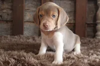 Barbie, a female Beagle for sale in West Plains, MO – 2 of 6