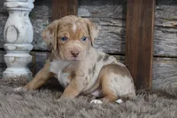 Mary, a female Beagle for sale in West Plains, MO – 4 of 9
