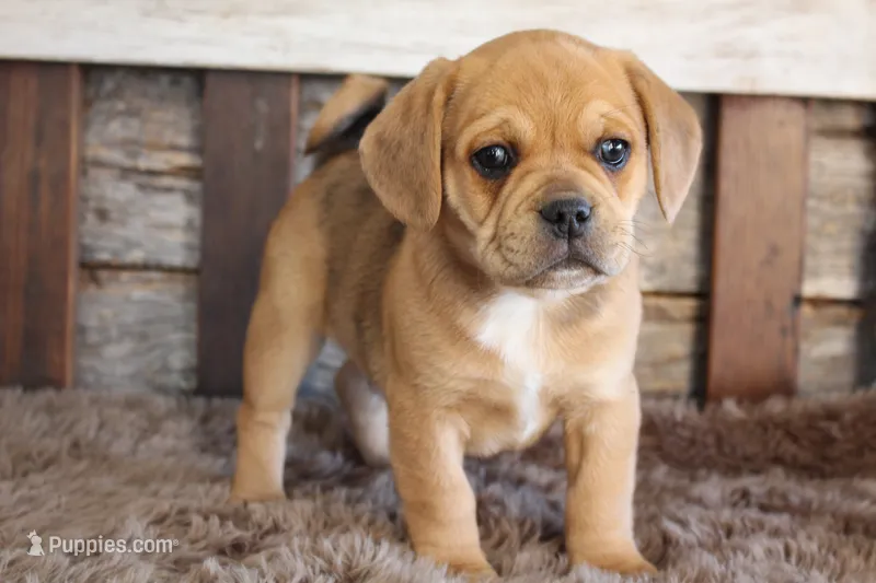 WINSTON INCLUDES DELIVERY