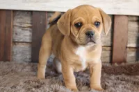 processed/92b48d51-cb42-45c8-8c29-7c245355d796/listing/d94baad5-b116-4b01-9d64-e2bef55c8501/83e3805d-0fd4-46dd-be26-696e1869cf12