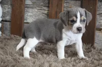 Marly, a female Beagle for sale in West Plains, MO – 8 of 8