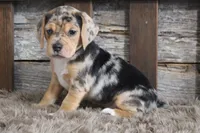 Mylo, a male Beagle for sale in West Plains, MO – 6 of 6